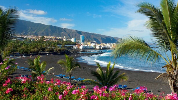 A beach with palm trees, a clear sky, and a view of a town in the background.