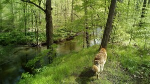 Zona boscosa con un arroyo y un perro.