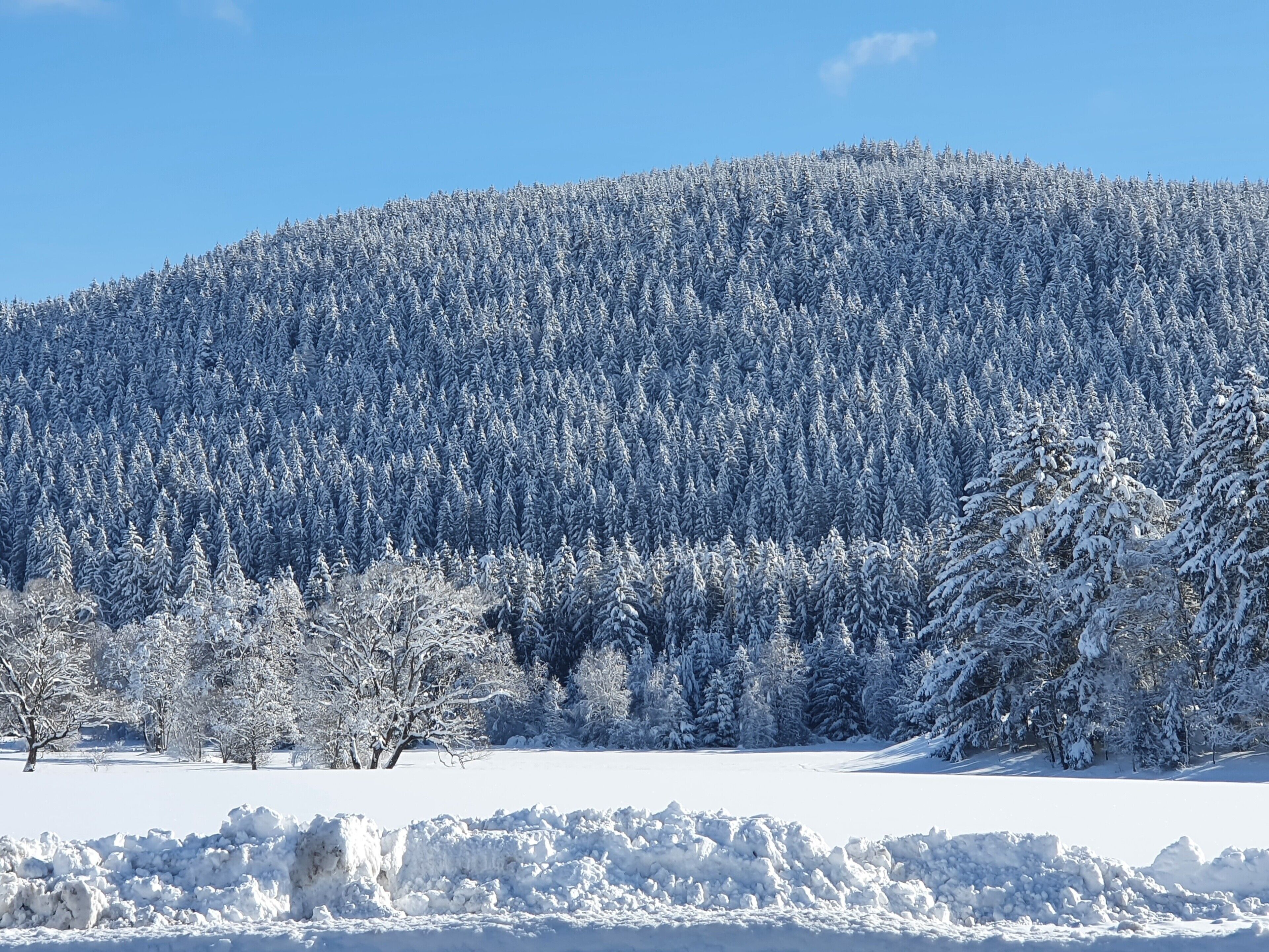 A snow-covered landscape with a dense forest and a flat snowfield.