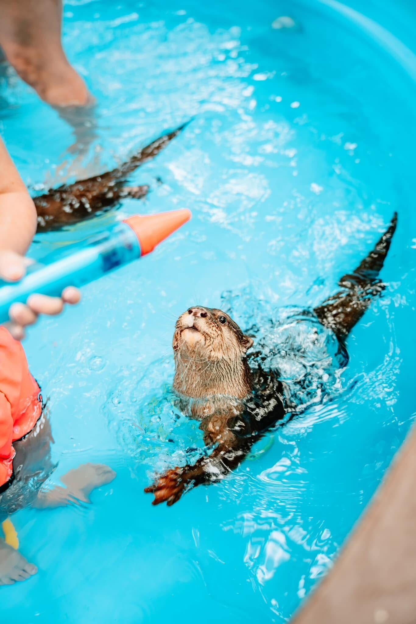 Een otter in een zwembad, een persoon houdt een blauw voorwerp vast.