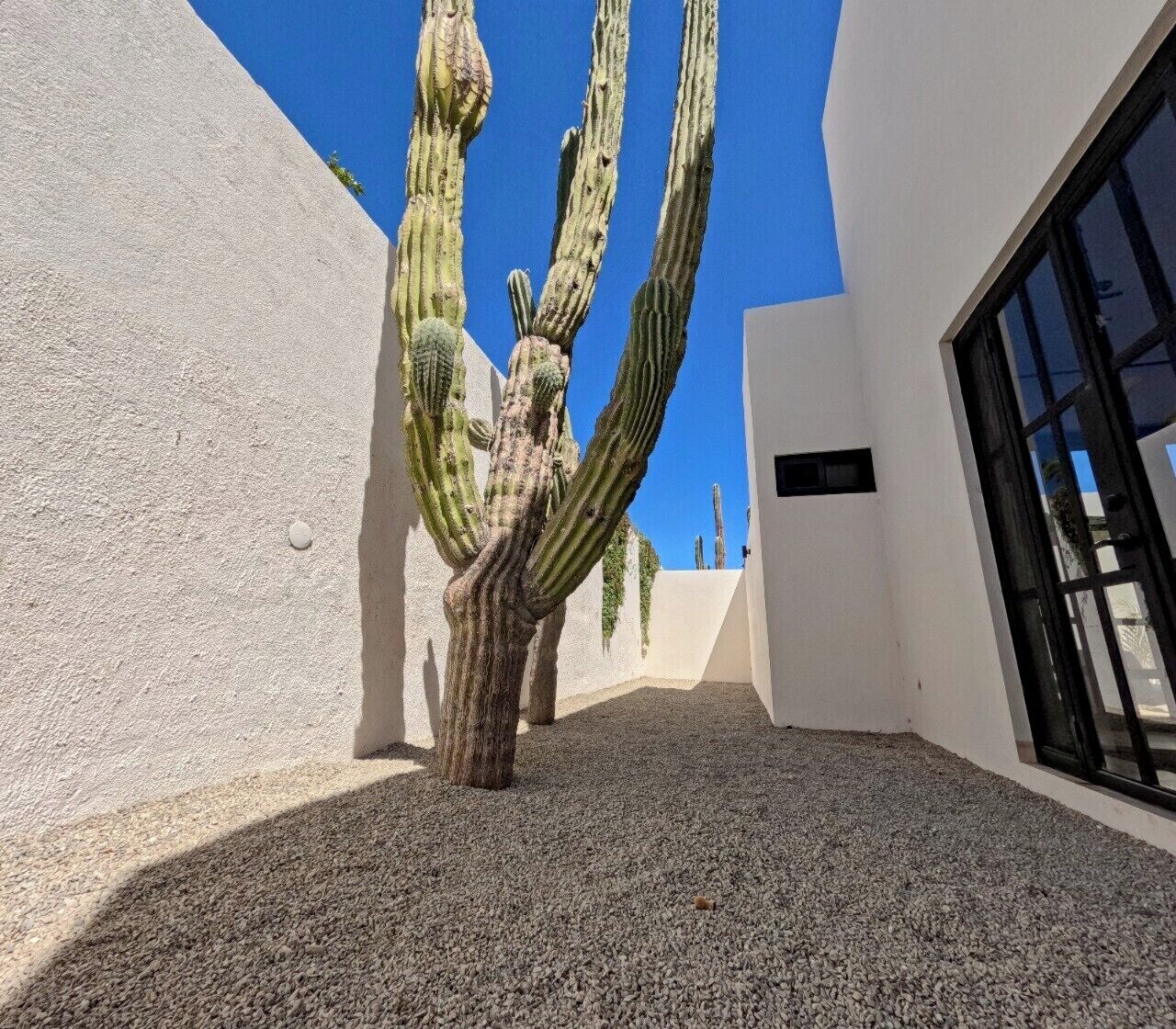A building with white walls, a gravel courtyard, and tall cacti.