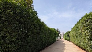 Un camino recto y pavimentado, bordeado por setos cuidadosamente recortados a ambos lados, que conduce hacia un edificio a lo lejos.