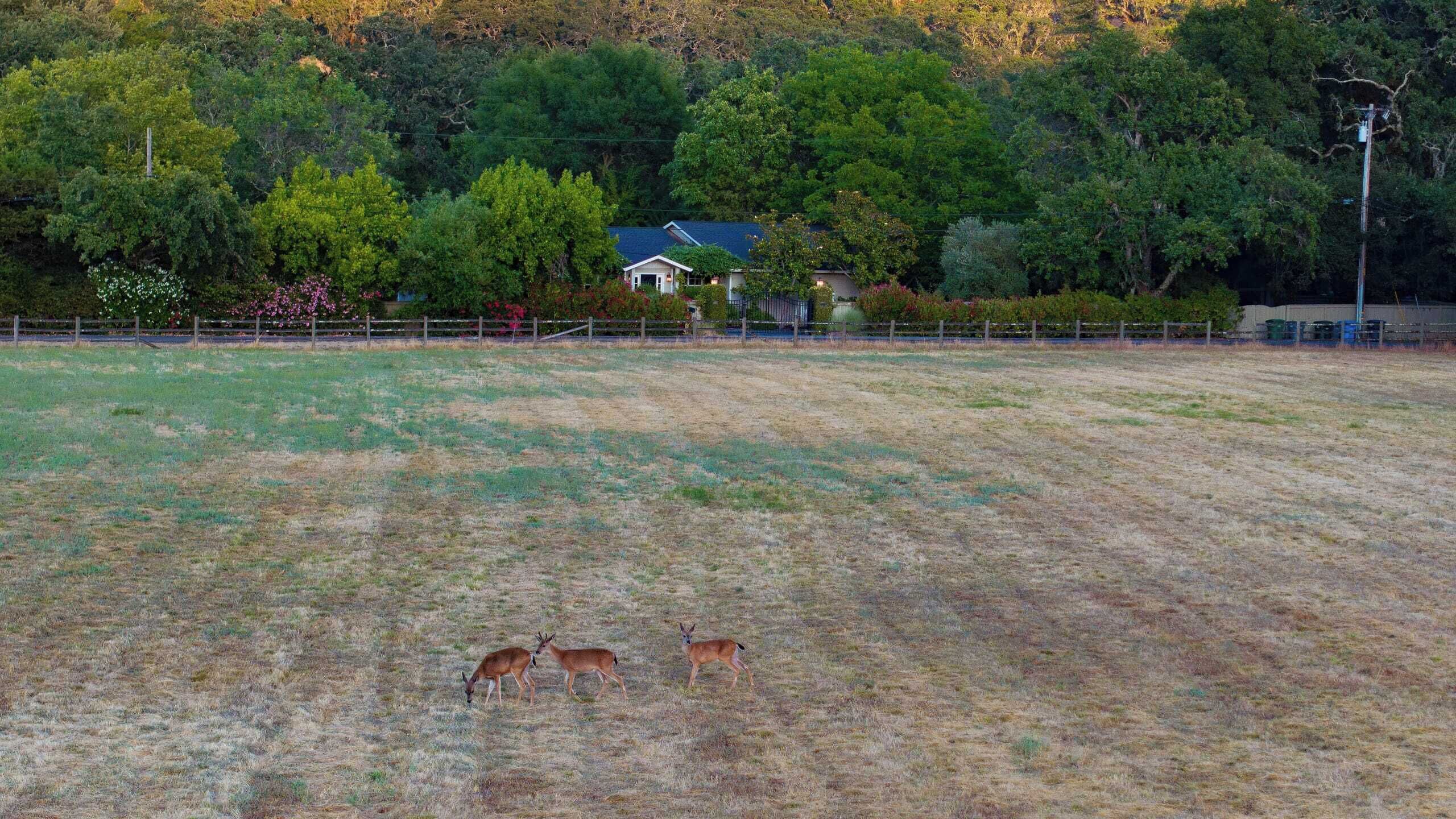 A fenced field with two deer, a house with a blue roof, and dense trees in the background.