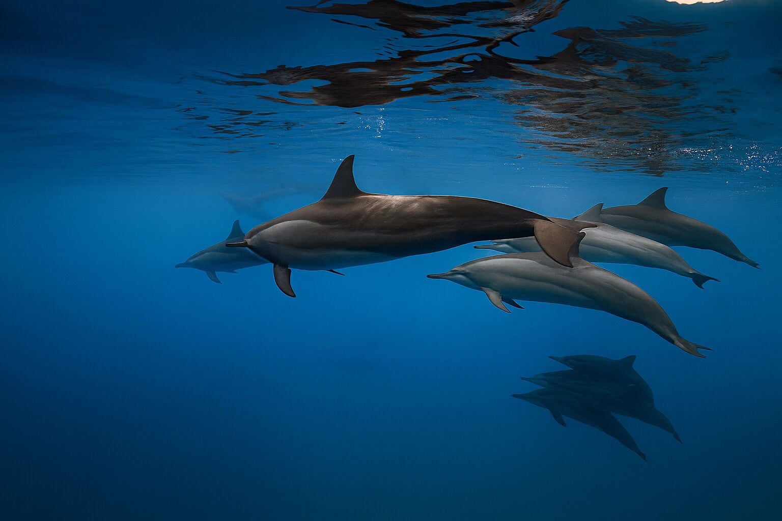 Un grupo de delfines nadando bajo el agua.