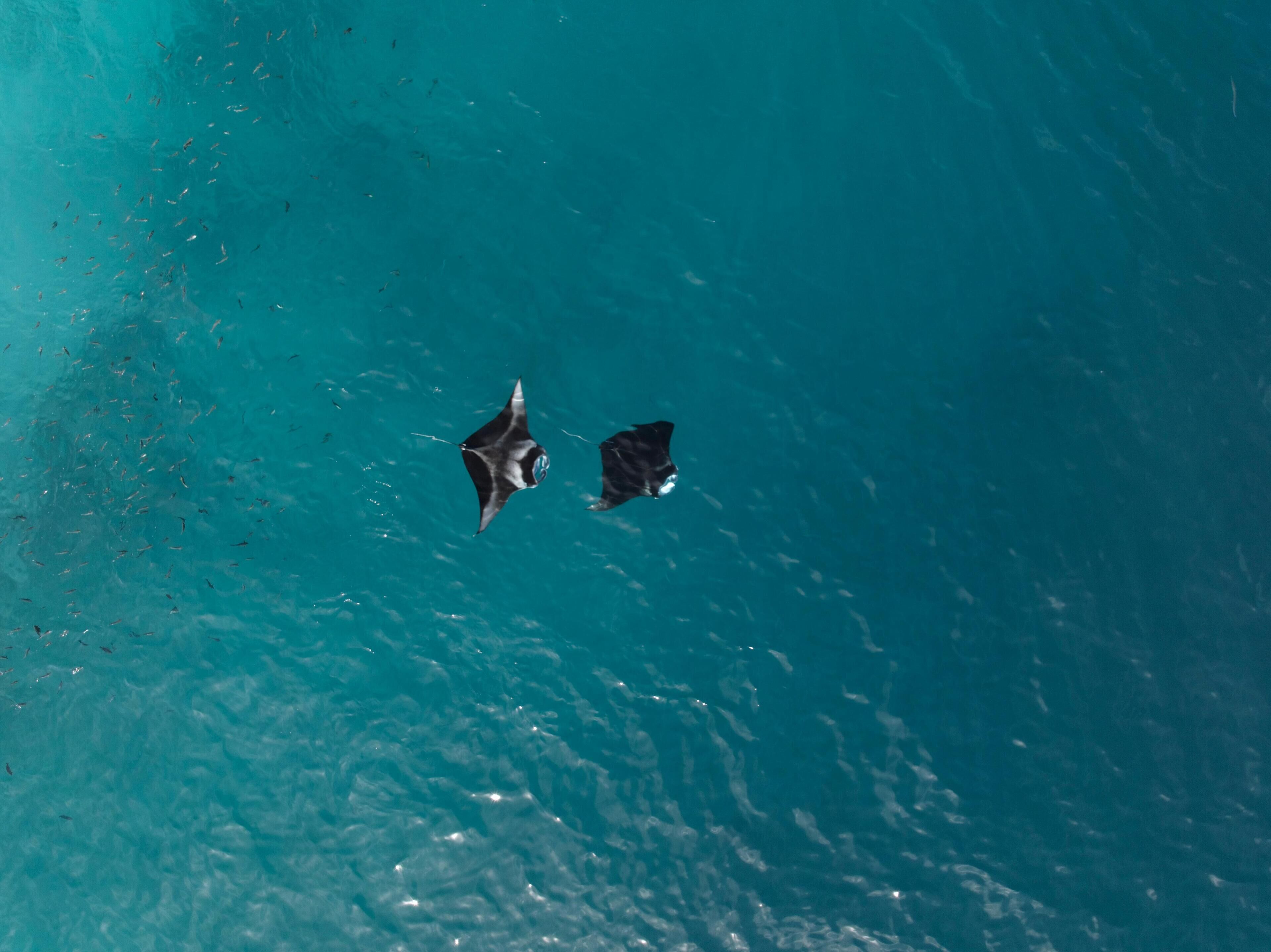 Two stingrays swimming in clear blue water.