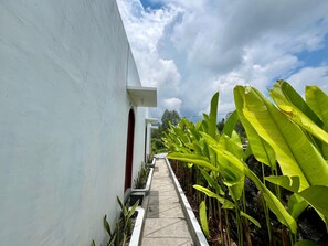 Un chemin bordé de bananiers et un bâtiment blanc doté d’une fen être et d’une porte.