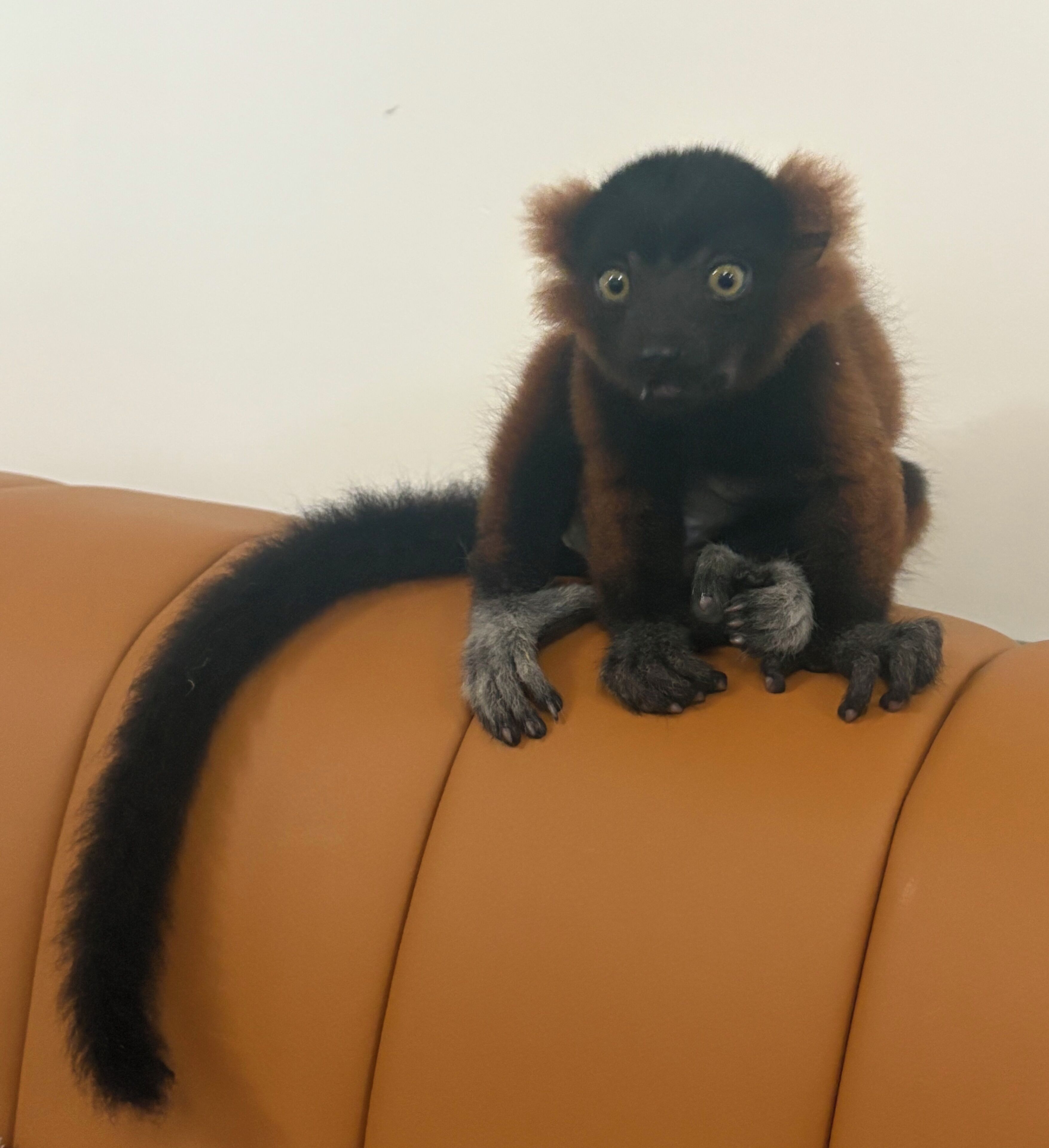 Un singe à la fourrure sombre et aux mains plus claires, assis sur un canapé orange.