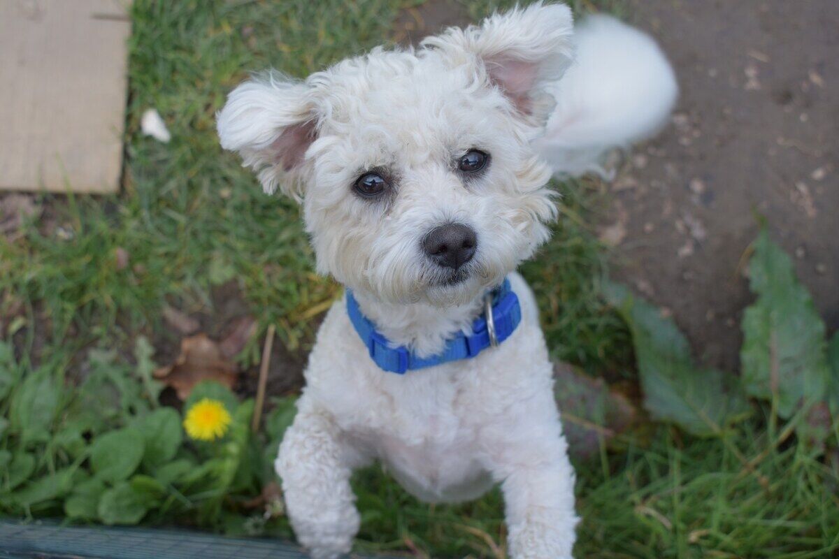 A small white dog with a blue collar sitting on grass.