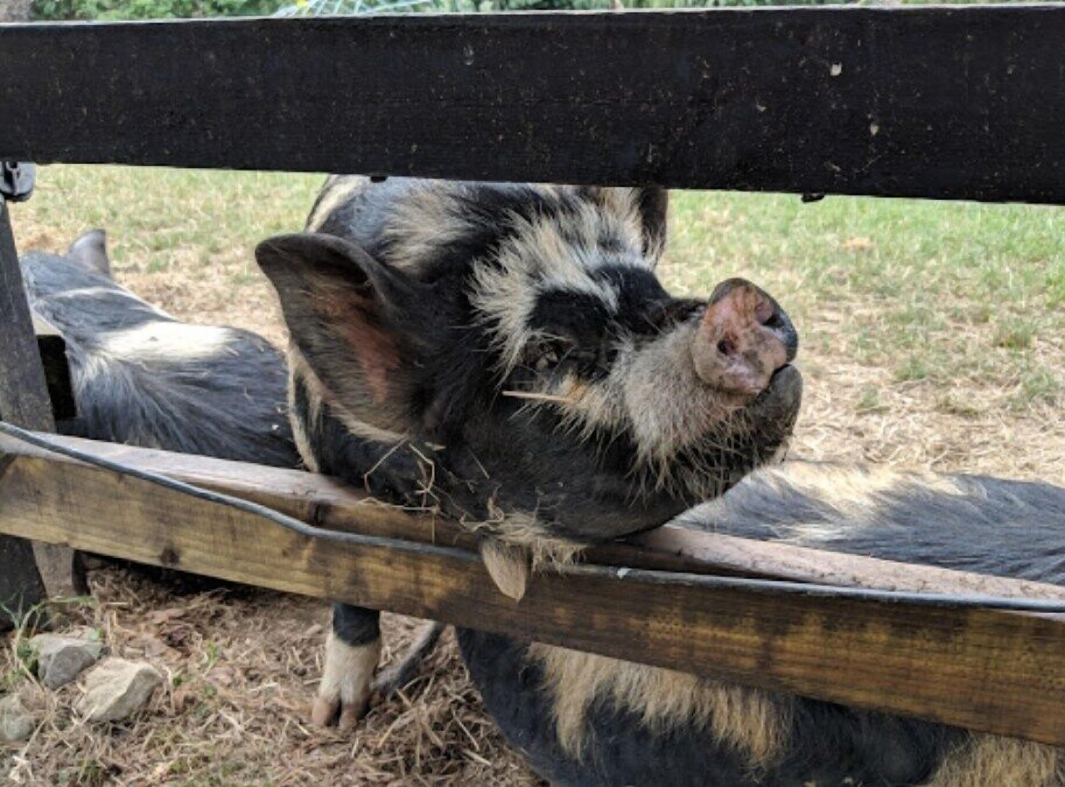 A pig in a pen with a wooden fence.