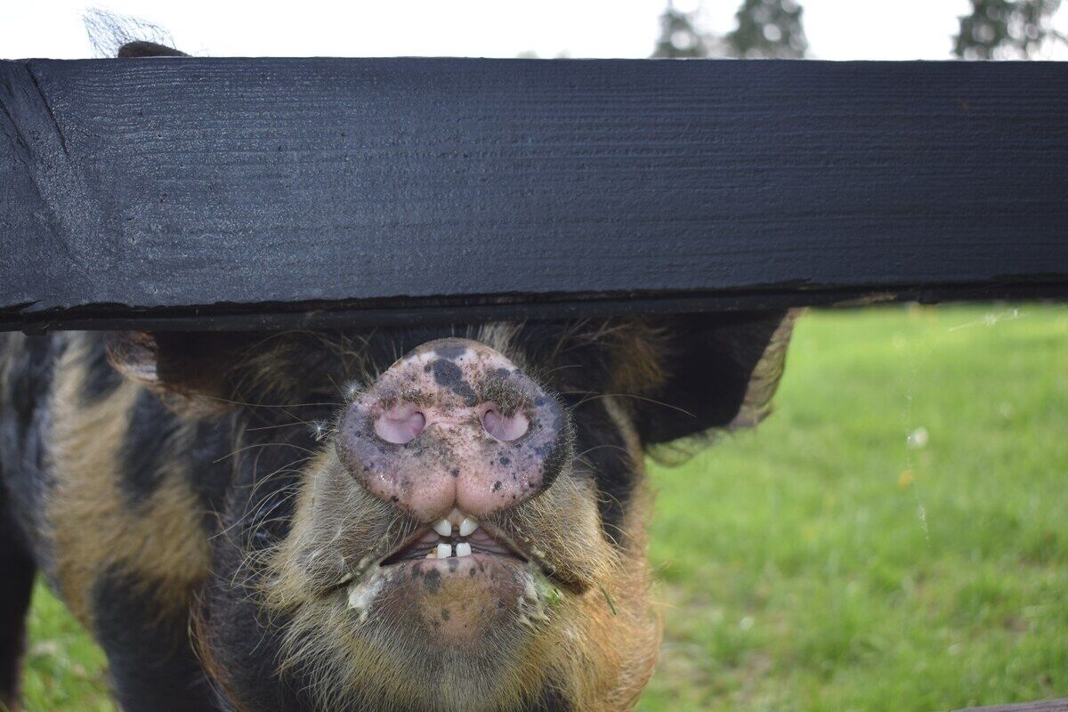 Close-up van de neus en mond van een paard, met een houten constructie erboven.