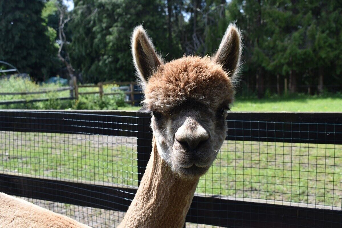 A llama in a fenced enclosure with a grassy area and trees in the background.