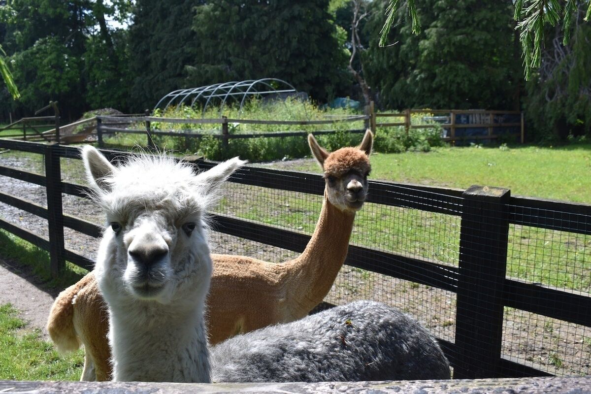 Een omheining voor llamas, met een houten hek en een rots.