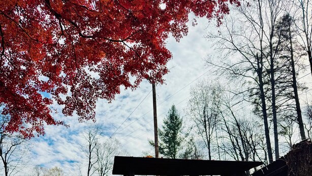 Un escalier en bois recouvert de feuilles d’automne menant à une table de pique-nique.