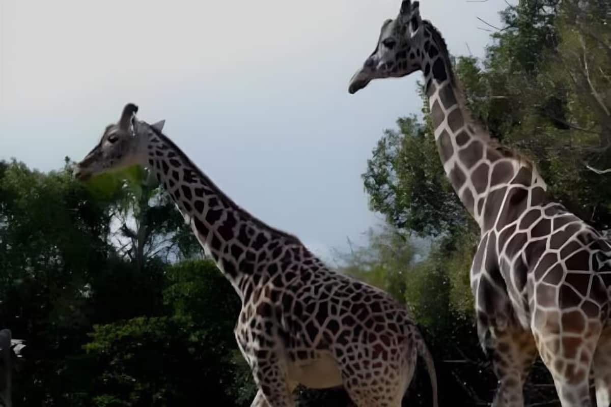 Two giraffes in a natural setting with trees in the background.