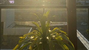 Uma varanda com vista para o pôr do sol, uma planta em vaso e uma tela de televisão.