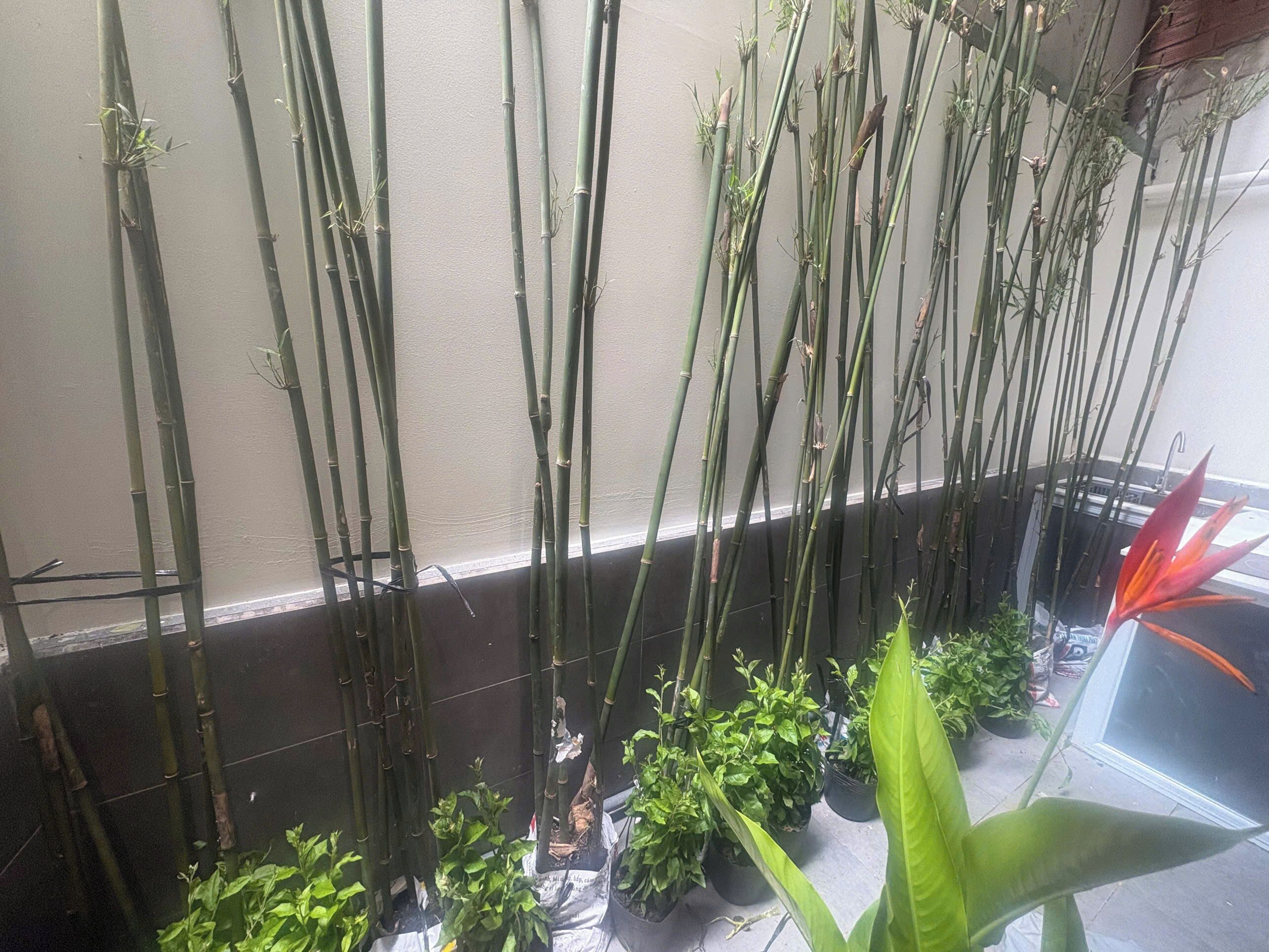 Kamar Superior, pemandangan kebun | Taman