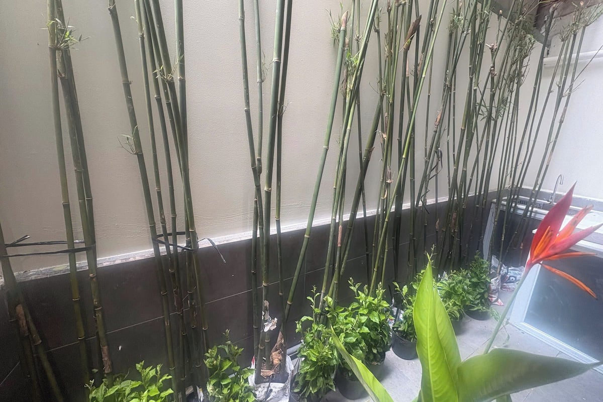 Kamar Superior, pemandangan kebun | Taman