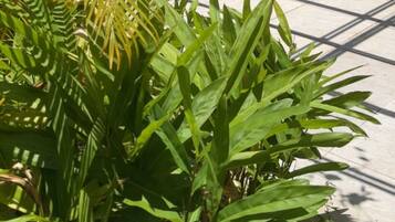 حمّام سباحة خارجي