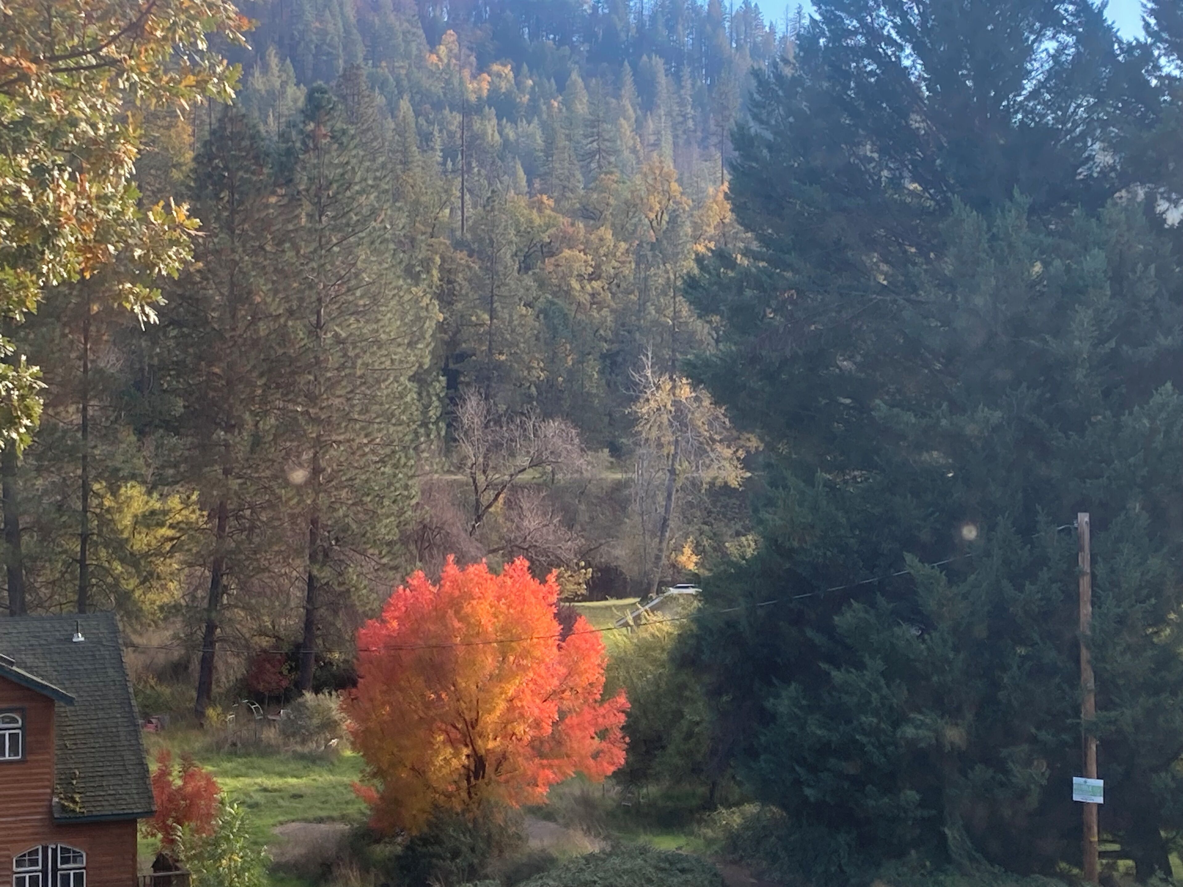 A house with a green roof, surrounded by trees with autumn foliage.