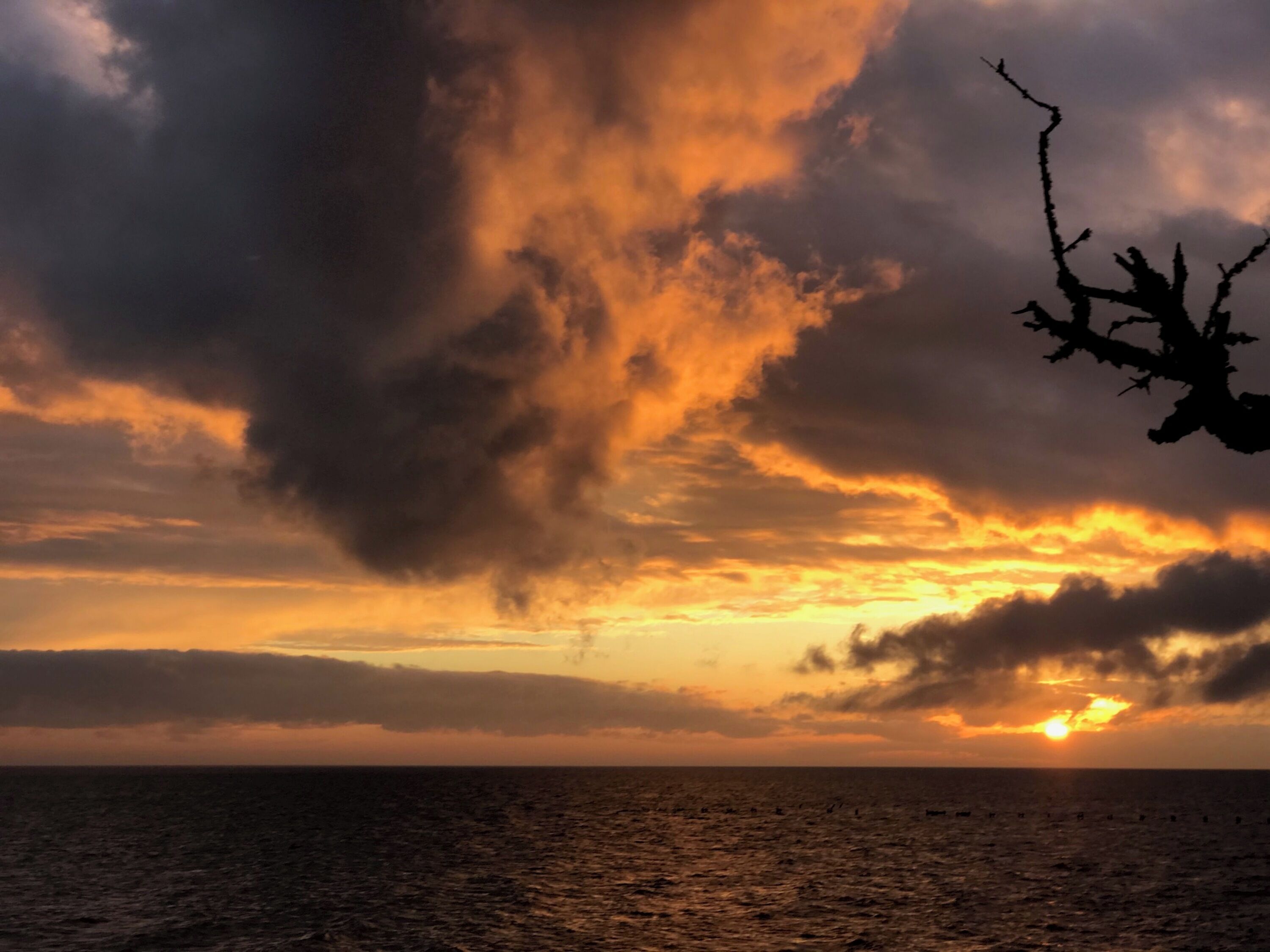 Um pôr do sol sobre o oceano, com o silhueta de um galho de árvore.
