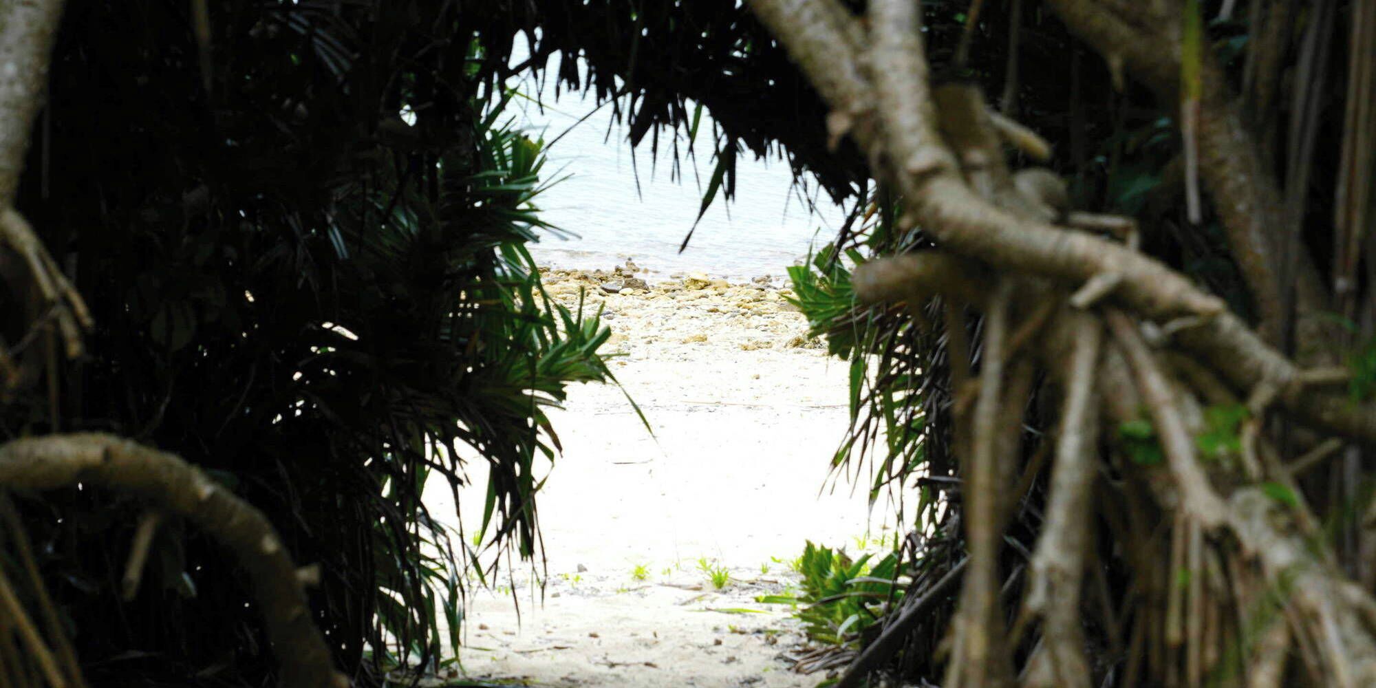 Ein Pfad, der zu einem Strand führt, gesäumt von dichter Vegetation.