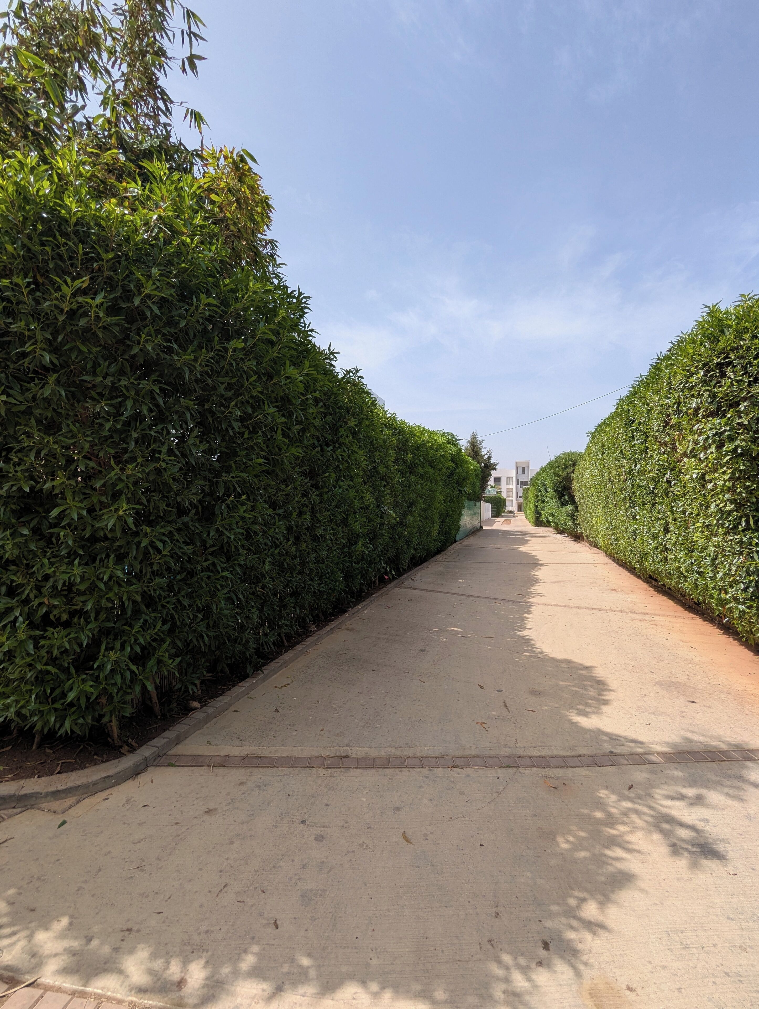 A straight, paved pathway flanked by neatly trimmed hedges on both sides, leading towards a building in the distance.