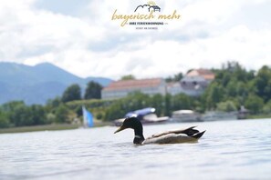 Miscellaneous - Your holiday apartment Bavarian more (Gstadt)