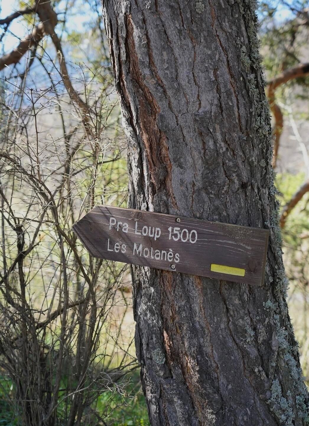 A wooden sign attached to a tree, indicating the distance to Pra Loup 1500 and Les Molanes.