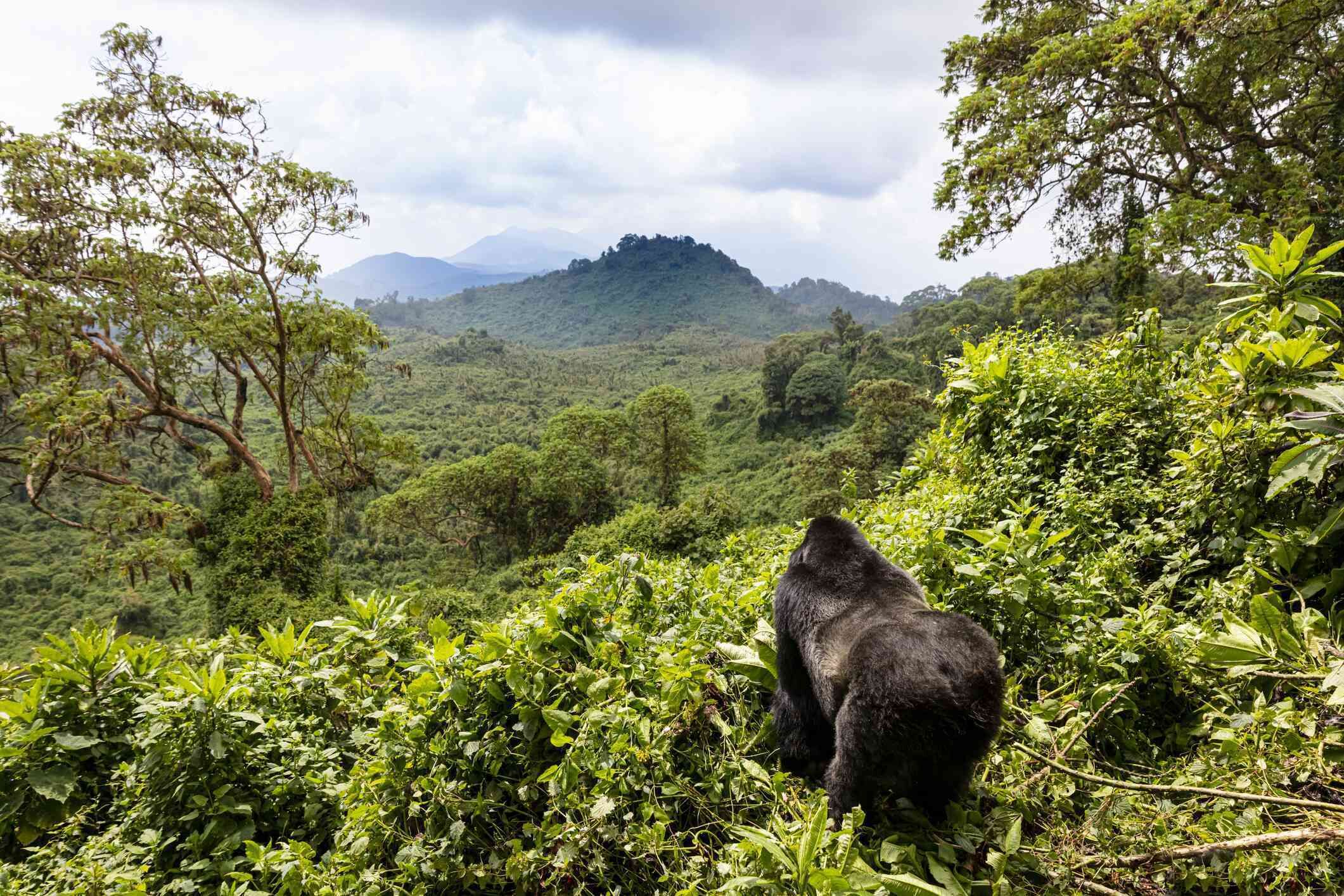 A gorilla in a lush green forest with a mountain in the background.