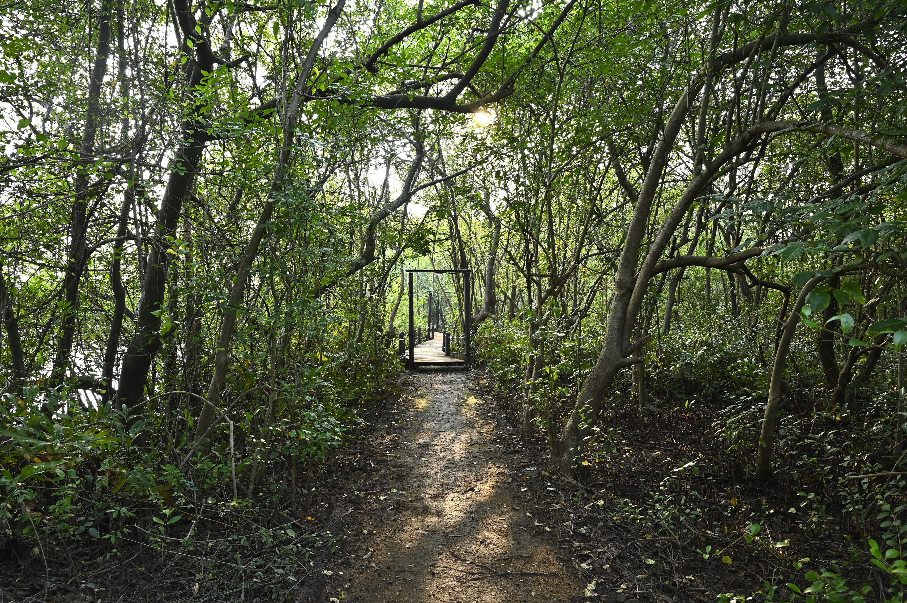 A forest path leading to a wooden structure.