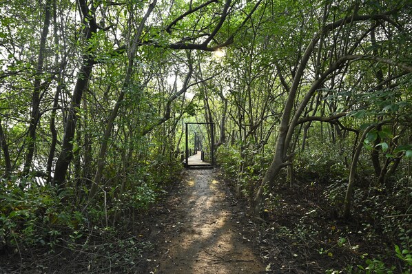 A forest path leading to a wooden structure.