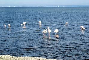 A body of water with several white birds standing in it.