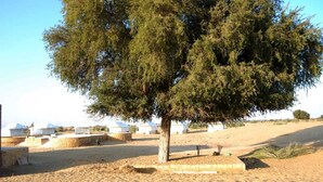Un árbol en una zona arenosa con tiendas de campaña blancas al fondo.