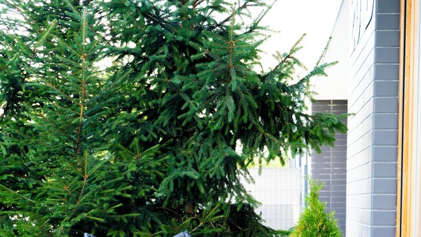 Twee moderne rieten stoelen met kussens, een klein rond tafeltje en een bloempot op een terras met een betegelde vloer en een grote altijdgroene boom op de achtergrond.