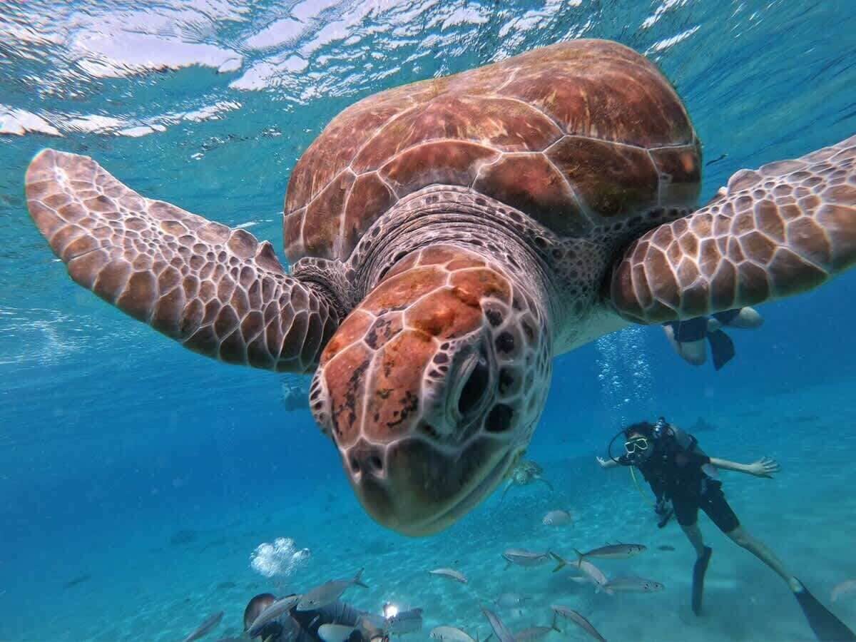A sea turtle swimming underwater with a diver nearby.