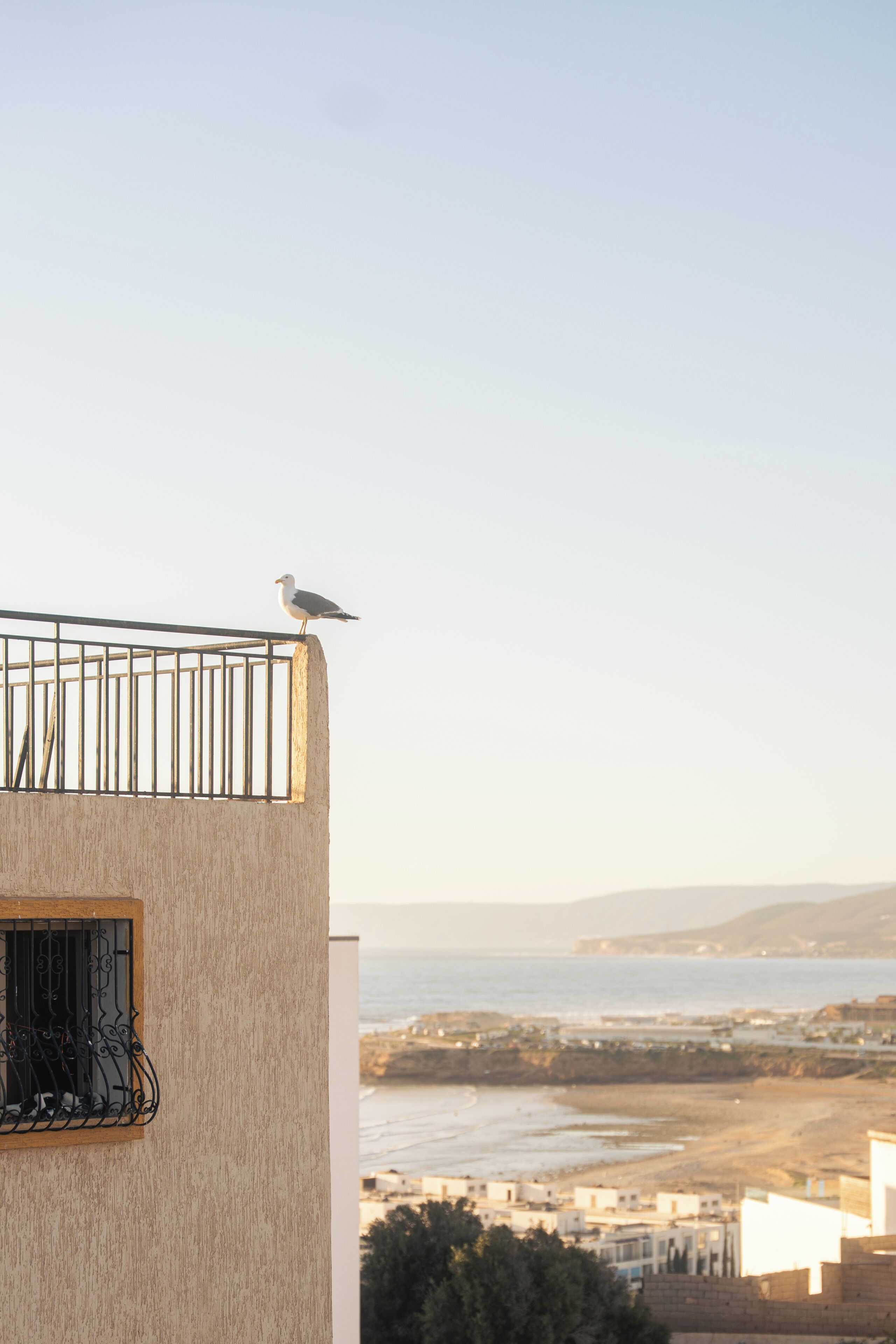 A seagull perched on a balcony railing overlooking a coastal cityscape.