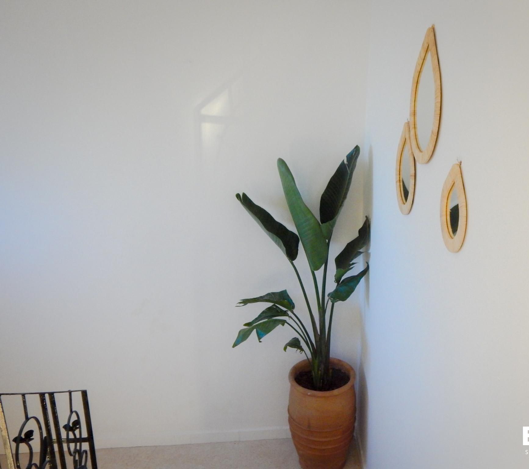 Een potplant voor een witte muur, met drie houten ringen en het logo van 'ECO BAY SURF CAMP'.