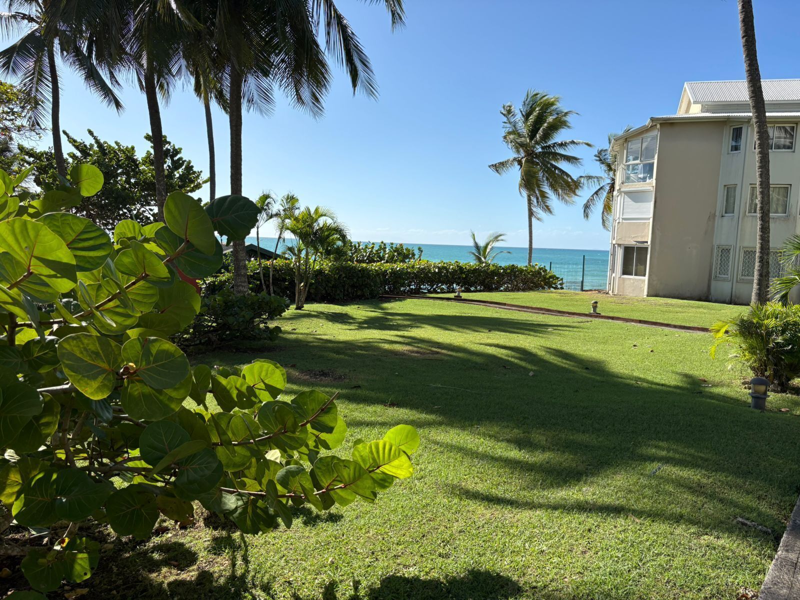 A well-maintained lawn with palm trees and a view of the ocean.