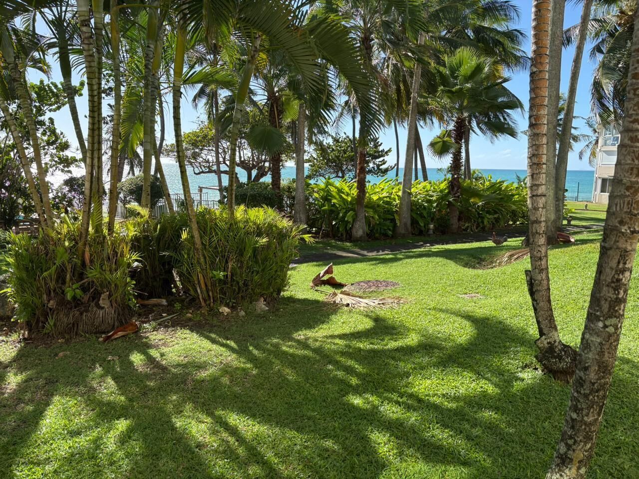 A tropical garden with palm trees and a view of the ocean.
