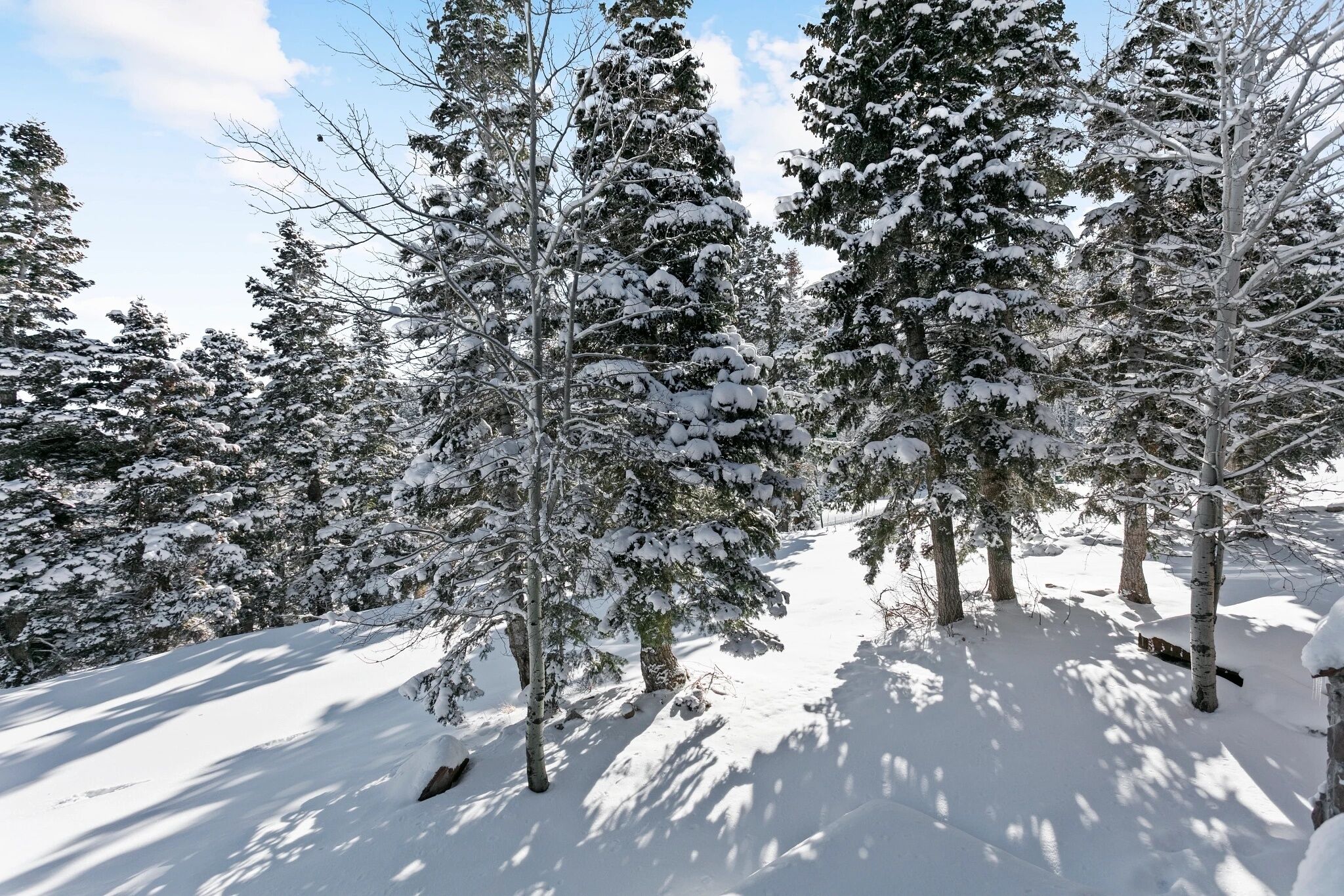 A snowy forest with tall evergreen trees.