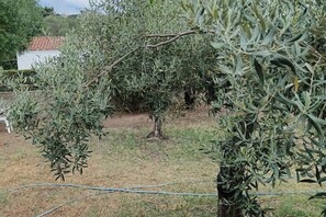 Property grounds - The Scola of Pirazzolu Retreat (Olbia)