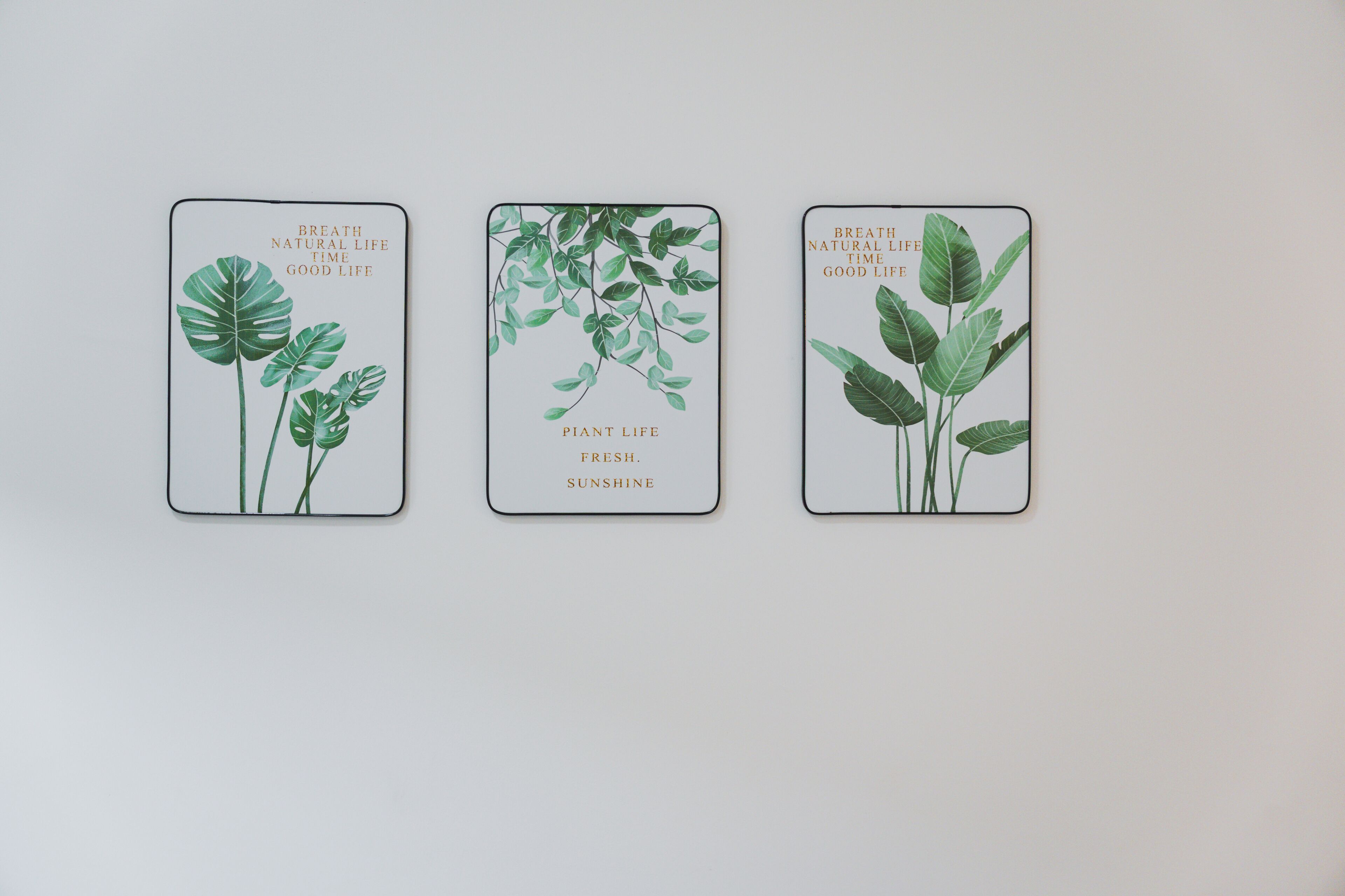 Three framed botanical illustrations with text on a plain wall.