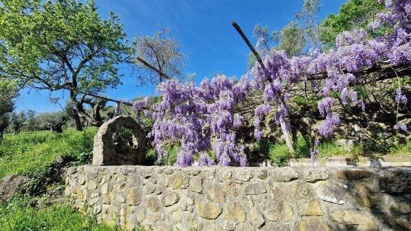A stone wall with a rustic archway, lush greenery, and purple wisteria vines.