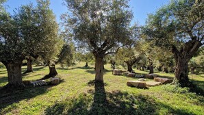 An olive grove with trees and hay bales. - La Quinta - Suite with  living room and outdoor garden (Tolfa)