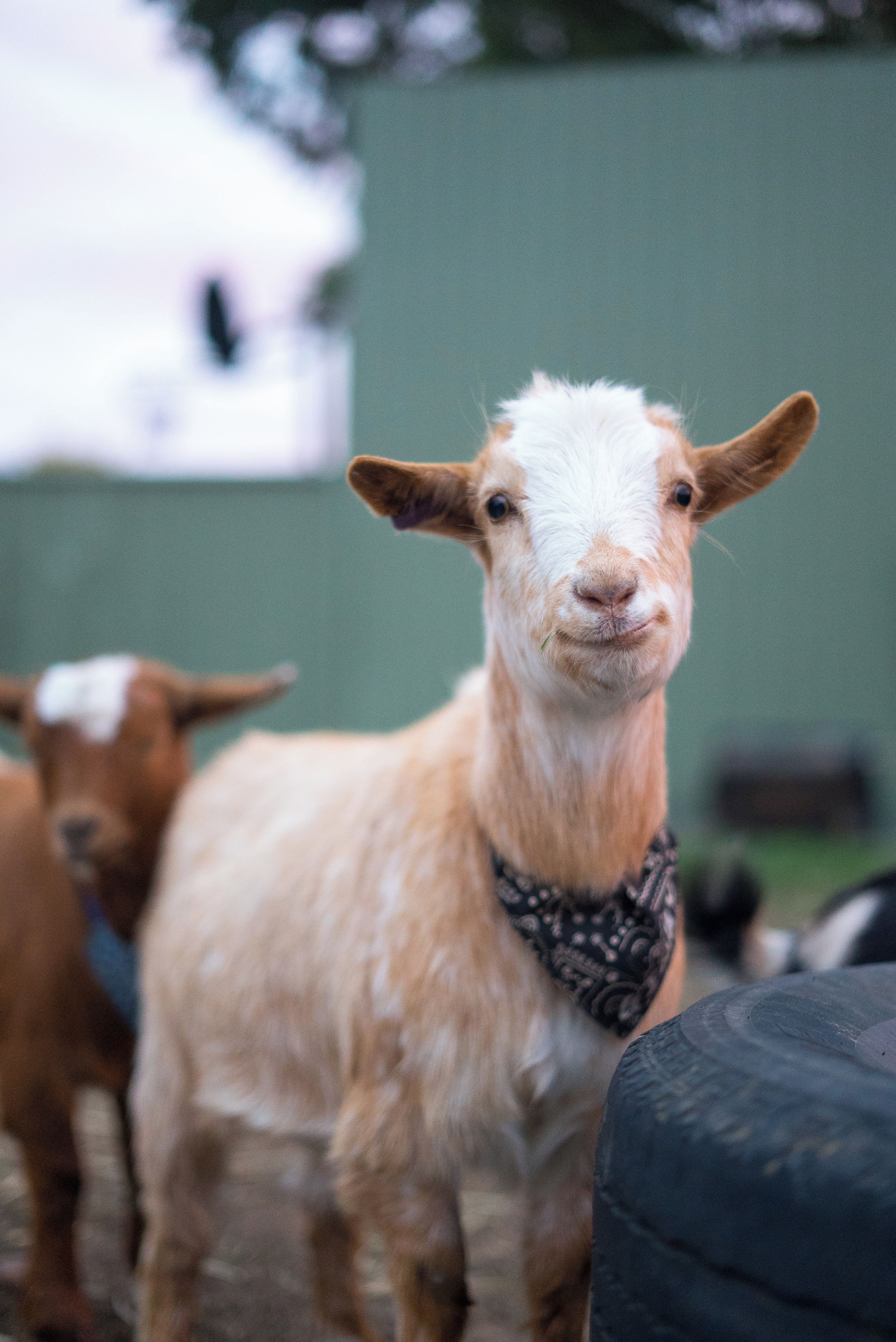 A goat with a bandana, standing in a pen with other goats.