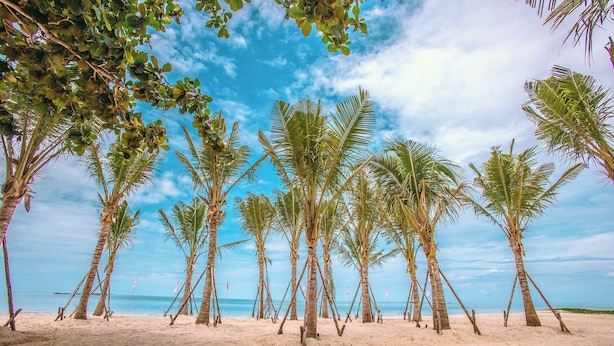 Una playa con palmeras y cielo despejado.
