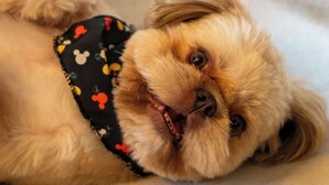 Ein kleiner, heller Hund liegt entspannt und trägt ein schwarzes Outfit mit bunten Mustern.