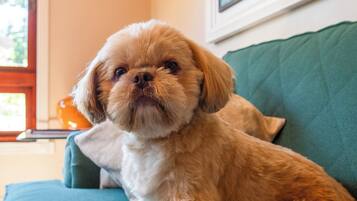 A small dog sitting on a teal sofa in a room with a window and a framed picture on the wall.
