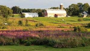 Ländliche Landschaft mit Scheune, Silo und einem Feld voller lila Blumen.