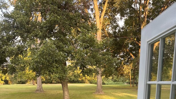 Une vue à travers une porte donnant sur une cour verdoyante avec des arbres.